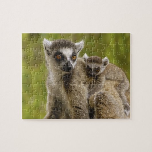 Ringschwanzlemmeln (Lemur catta) Mutter & Baby. Puzzle (Horizontal)