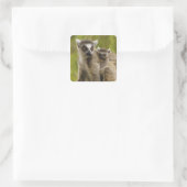 Ringschwanzlemmeln (Lemur catta) Mutter & Baby. Quadratischer Aufkleber (Tasche)