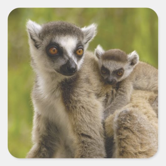 Ringschwanzlemmeln (Lemur catta) Mutter & Baby. Quadratischer Aufkleber (Vorderseite)