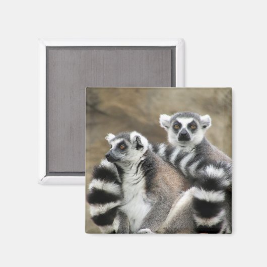 Ringschwanzlemmeln Magnet (Vorderseite/Rückseite)