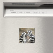 Ringschwanzlemmeln Magnet (In Situ (Geschirrspüler))