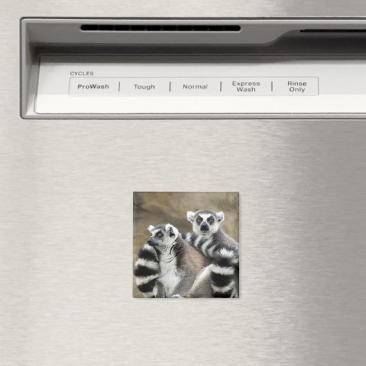 Ringschwanzlemmeln Magnet (In Situ (Geschirrspüler))