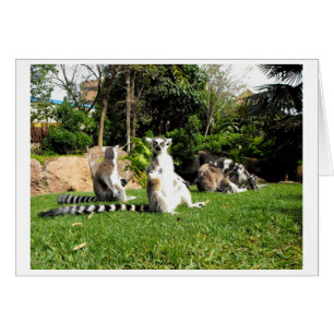 Ringschwanzlemmer und ihre Tierkarte