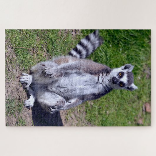 Ringschwanzlemmersitze auf der Graspostkarte T-Shi Puzzle (Horizontal)