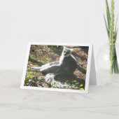 Ringschwanzlemmur Karte (Vorderseite)