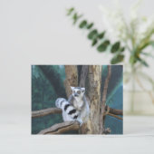 Ringschwanzlemmur Postkarte (Stehend Vorderseite)