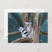 Ringschwanzlemmur Postkarte (Vorne/Hinten)