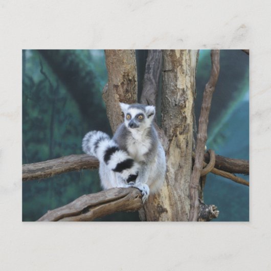 Ringschwanzlemmur Postkarte (Vorderseite)