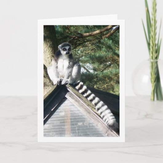 Ringschwanzlemur am Dach Karte (Vorderseite)