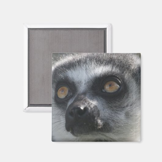 Ringtail Lemur Magnet (Vorderseite/Rückseite)