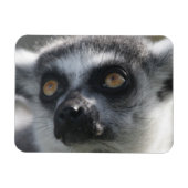 Ringtail Lemur Magnet (Horizontal)