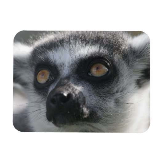 Ringtail Lemur Magnet (Horizontal)