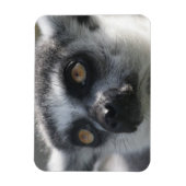 Ringtail Lemur Magnet (Vertikal)