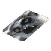 Ringtail Lemur Magnet (Linke Seite)