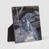 Ringtail Possum Foreman at Work Fotoplatte (Vorderseite)