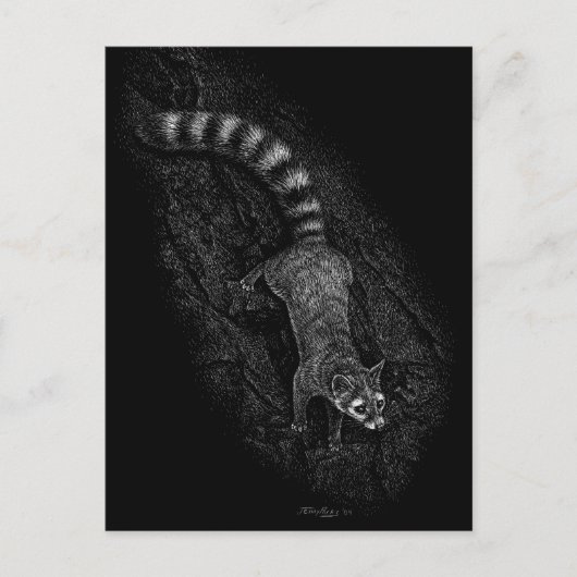 Ringtail Postkarte (Vorderseite)