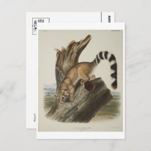 Ringtail Postkarte (Vorne/Hinten)