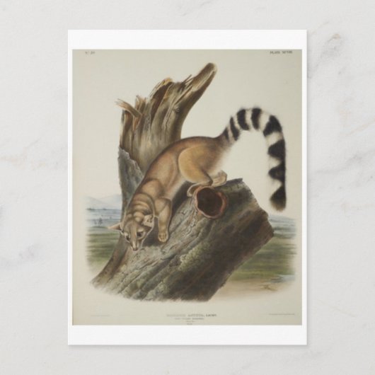 Ringtail Postkarte (Vorderseite)