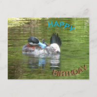 Ringtaling Ente Happy Birthday Postkarte
