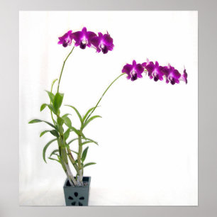 Rinnapa Dendrobium Orchid Pflanze Poster