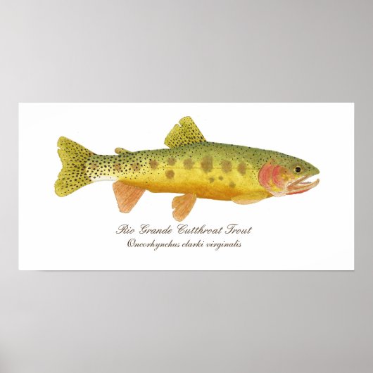Rio Grande Cutthroat Trout Art Poster (Vorne)