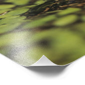 Rio Grande Leopard Frog, Rana berlandieri, Fotodruck (Ecke)