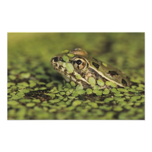 Rio Grande Leopard Frog, Rana berlandieri, Fotodruck (Vorne)