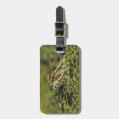 Rio Grande Leopard Frog, Rana berlandieri, Gepäckanhänger (Vorderseite vertikal)