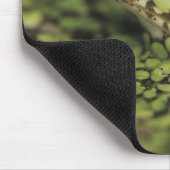Rio Grande Leopard Frog, Rana berlandieri, Mousepad (Ecke)