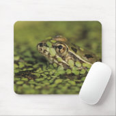 Rio Grande Leopard Frog, Rana berlandieri, Mousepad (Mit Mouse)