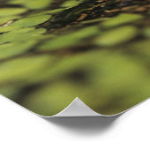 Rio Grande Leopard Frog, Rana berlandieri, Poster (Ecke)