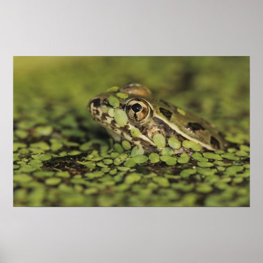 Rio Grande Leopard Frog, Rana berlandieri, Poster (Vorne)