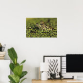 Rio Grande Leopard Frog, Rana berlandieri, Poster (Heimbüro)