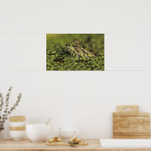 Rio Grande Leopard Frog, Rana berlandieri, Poster (Küche)