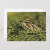 Rio Grande Leopard Frog, Rana berlandieri, Postkarte (Vorne/Hinten)