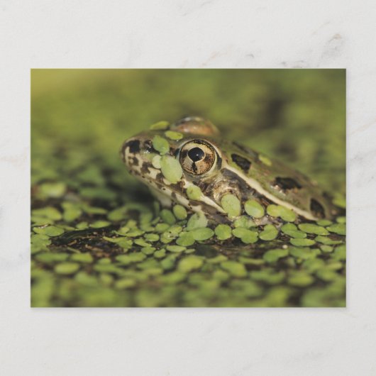 Rio Grande Leopard Frog, Rana berlandieri, Postkarte (Vorderseite)