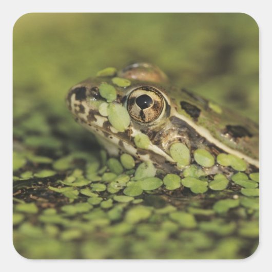 Rio Grande Leopard Frog, Rana berlandieri, Quadratischer Aufkleber (Vorderseite)