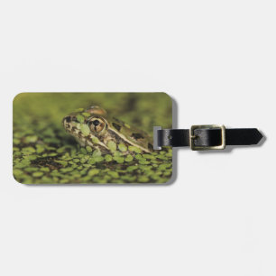 Rio-Grande-Leopardenfrosch, Rana berlandieri, Gepäckanhänger