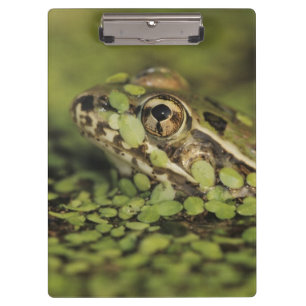Rio-Grande-Leopardenfrosch, Rana berlandieri, Klemmbrett