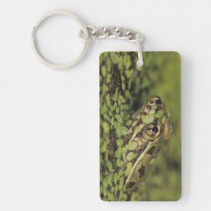Rio-Grande-Leopardenfrosch, Rana berlandieri, Schlüsselanhänger