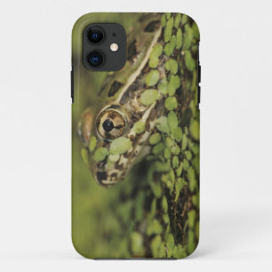 Rio Grande Leopardfrosch, Rana berlandieri, Case-Mate iPhone Hülle