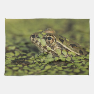 Rio Grande Leopardfrosch, Rana berlandieri, Küchentuch