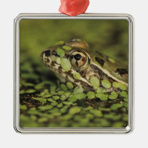 Rio Grande Leopardfrosch, Rana berlandieri, Silbernes Ornament