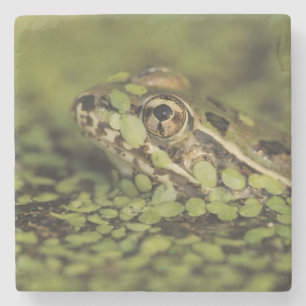 Rio Grande Leopardfrosch, Rana berlandieri, Steinuntersetzer