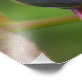 Ripe huckleberries im Flathead National 2 Fotodruck (Ecke)