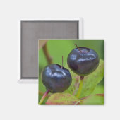 Ripe huckleberries im Flathead National 2 Magnet (Vorderseite/Rückseite)