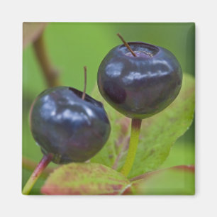 Ripe huckleberries im Flathead National 2 Magnet