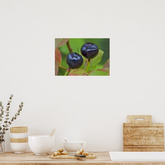 Ripe huckleberries im Flathead National 2 Poster (Küche)