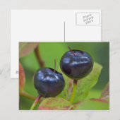 Ripe huckleberries im Flathead National 2 Postkarte (Vorne/Hinten)