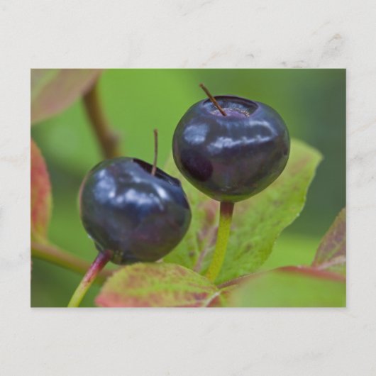 Ripe huckleberries im Flathead National 2 Postkarte (Vorderseite)